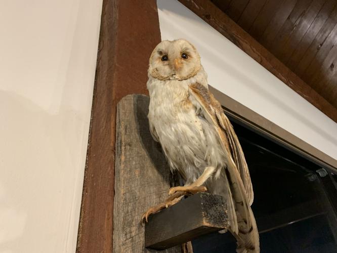 ColorFest at Bernheim Forest - Stuffed Owl.jpeg