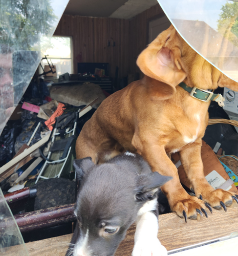 Carroll County animal abuse