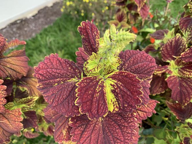 Kaleidoscope Family Festival (22).JPG