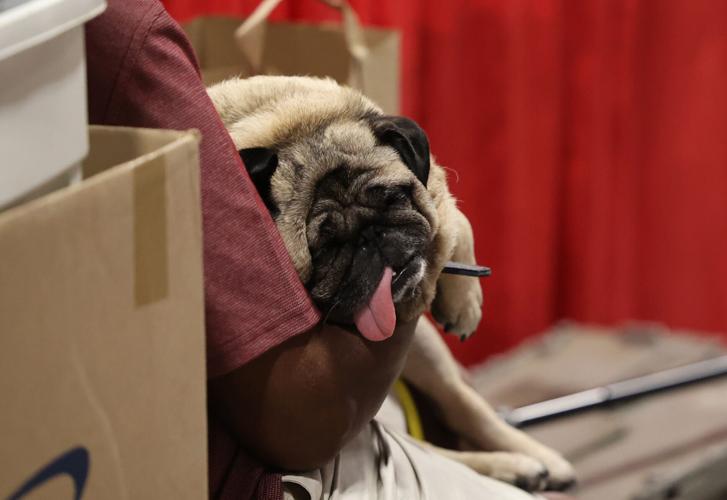 Dog asleep at Pugfest