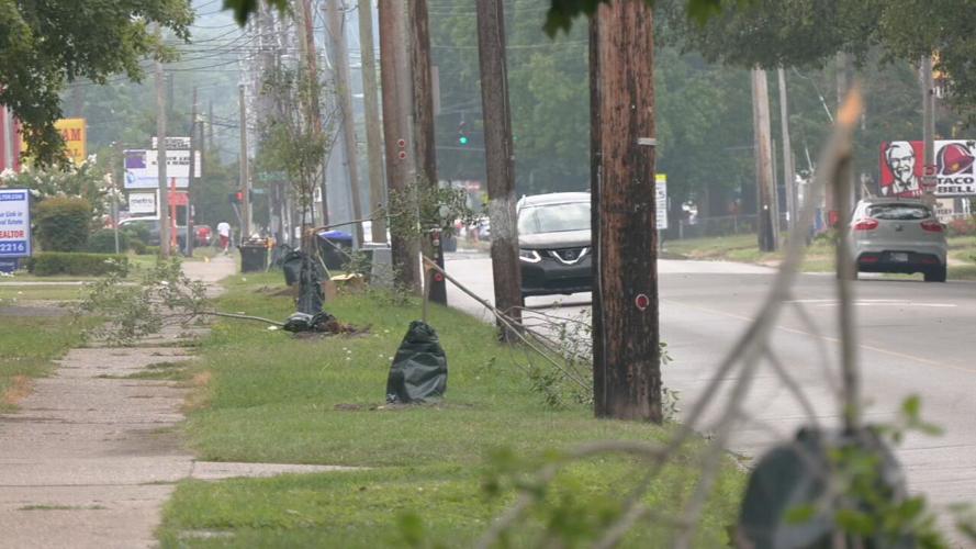 S 3RD STREET TREE VANDALISM.jpeg