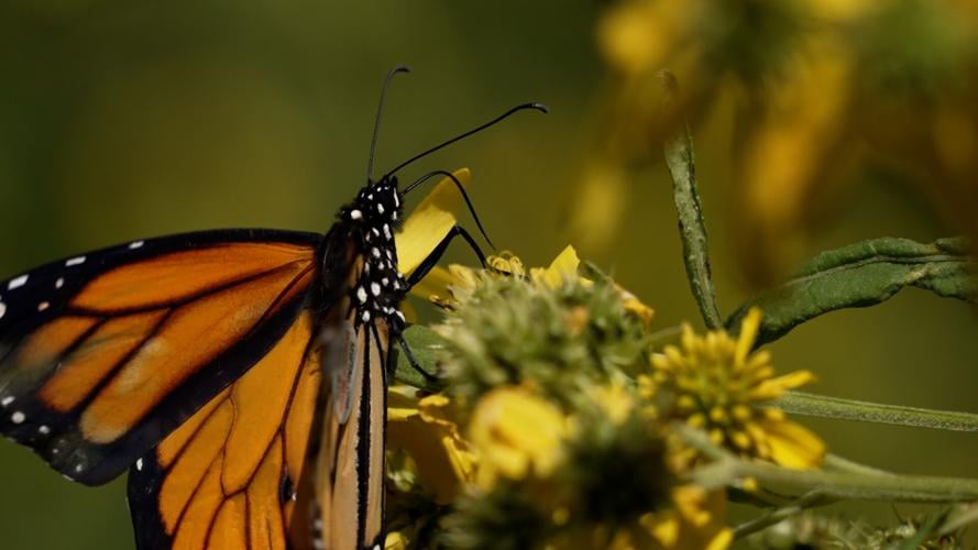 Monarch Butterflies at the Louisville Nature Center