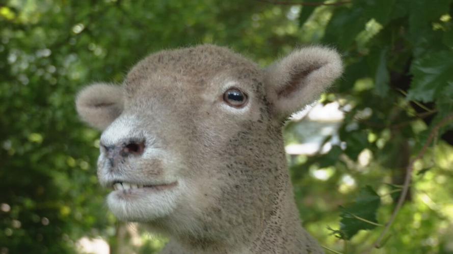 Lamb Mowers of Kentucky