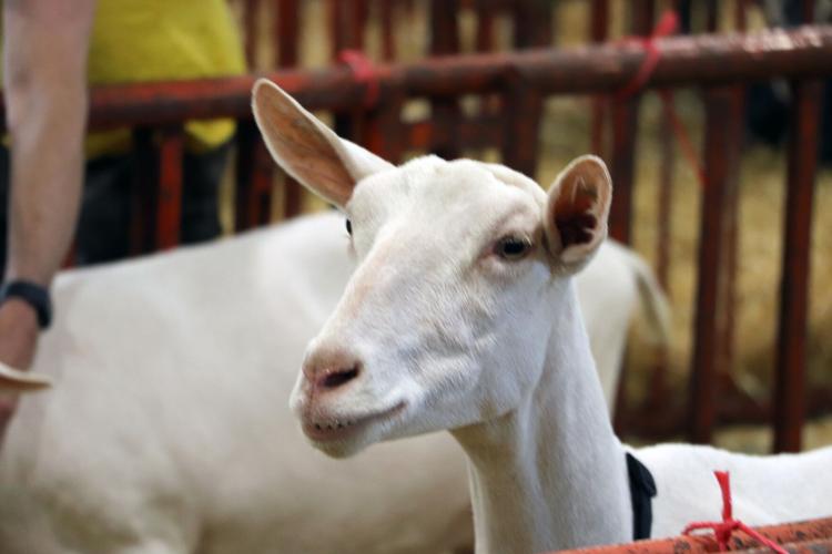 A goat at the 2022 Kentucky State Fair