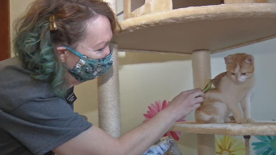 Fox Show Call Me Kat Creates Frenzy At Louisville Cat Cafes News Wdrb Com
