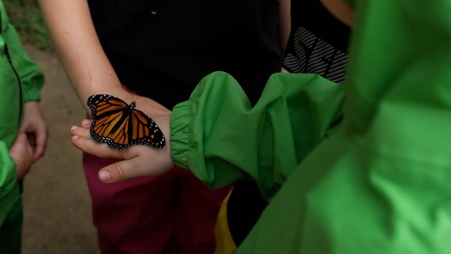 Monarch Butterflies at the Louisville Nature Center