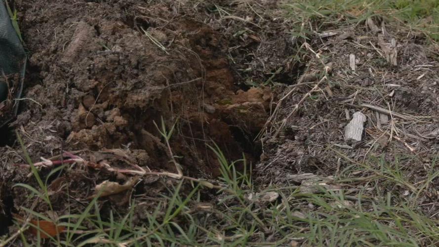 S 3RD STREET TREE VANDALISM.jpeg