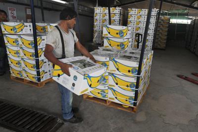 A worker stacks a box of freshly harvested Chiquita bananas
