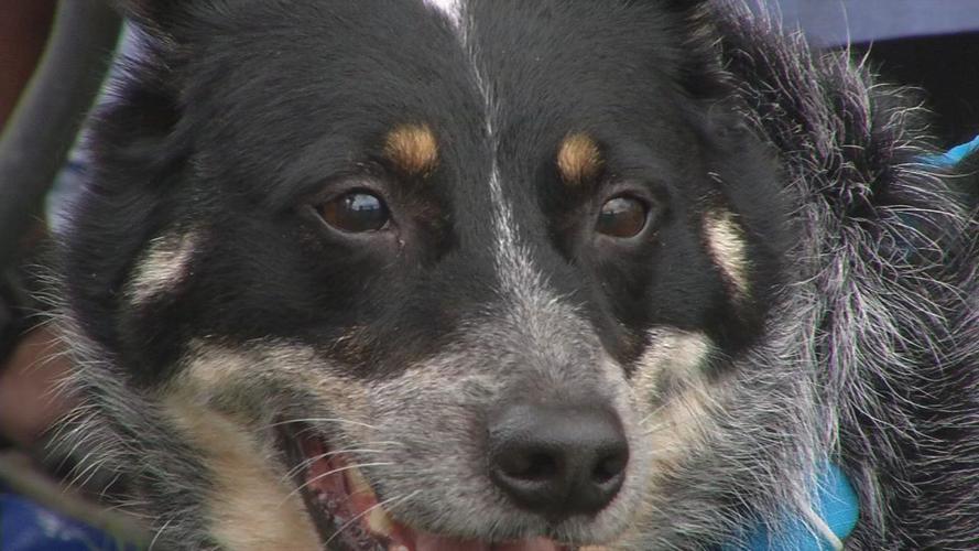 Close up of dog at Waggin Trail Walk and Festival