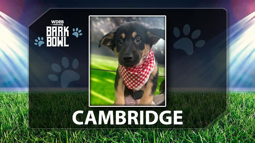 WDRB BARK BOWL - Cambridge the Puppy