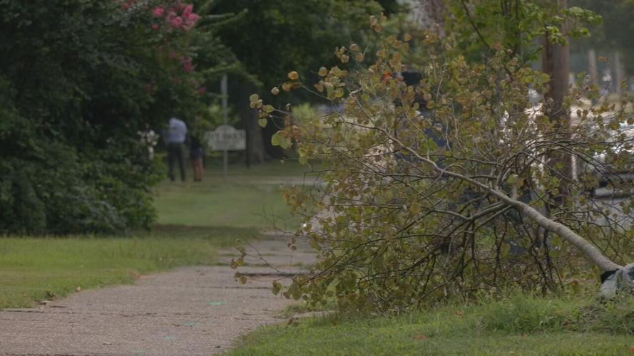 S 3RD STREET TREE VANDALISM.jpeg