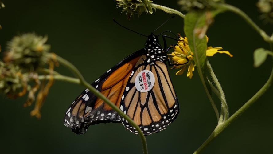 Monarch Butterflies at the Louisville Nature Center