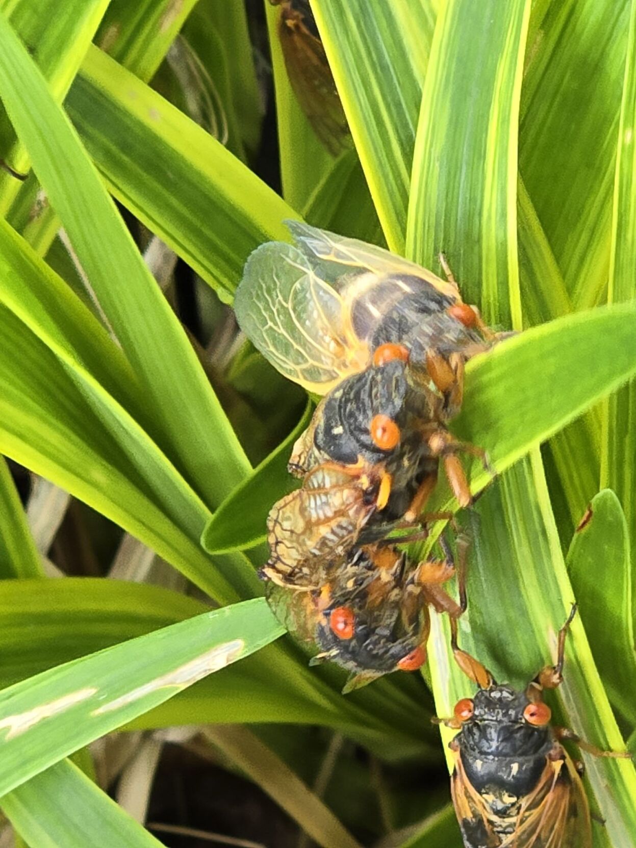 cicada13.jpg