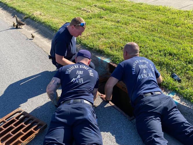 Ducks rescued by PRP firefighters on June 16, 2021