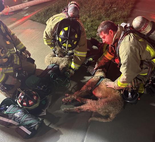 Dogs rescued from Meander Way house fire
