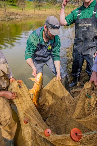 Buffalo Trace Fish Rescue (6).jpg