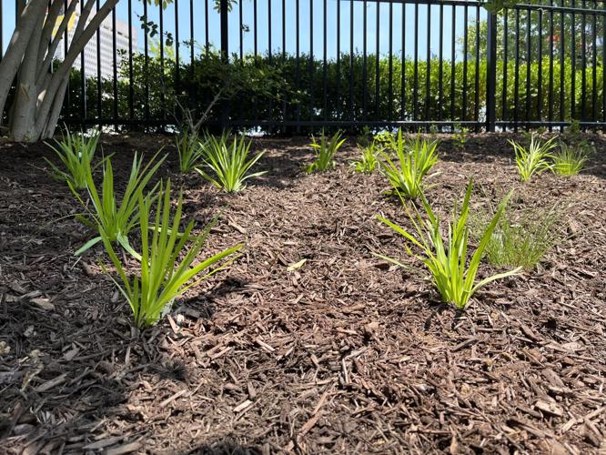 WDRB employees gather to plant and mulch the WDRB Flutter Farm
