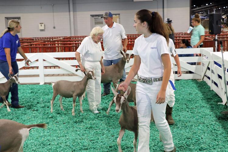 The livestock exhibit at the 2022 Kentucky State Fair
