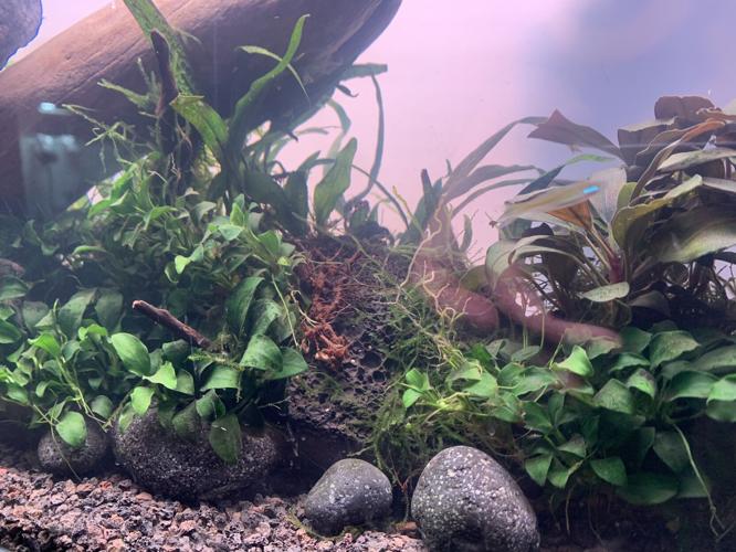 Louisville Aquascaping
