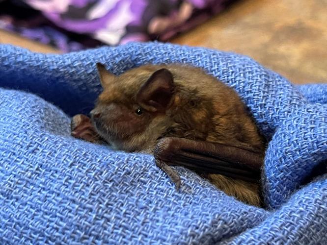 Bat at Second Chances Wildlife Center