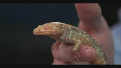 UK makes advancements in limb, skin, retinal regeneration