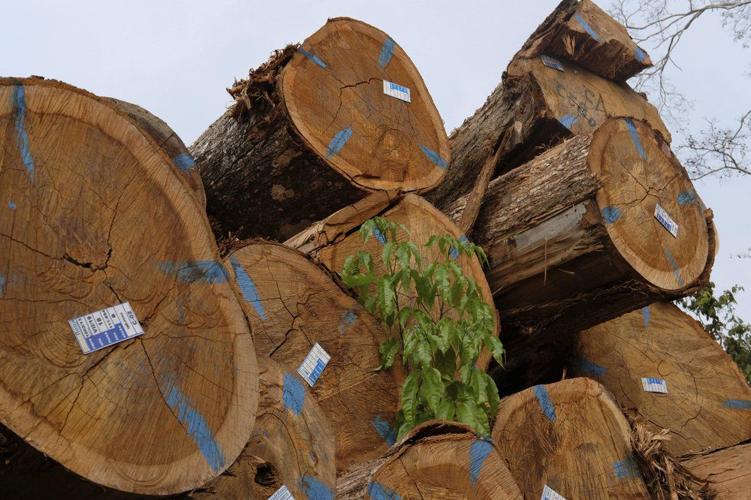 logging company amazon fires ap.jpeg