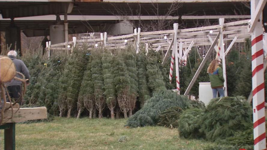 WATERFRONT PARK CHRISTMAS TREES 12-1-19 (2).jpg