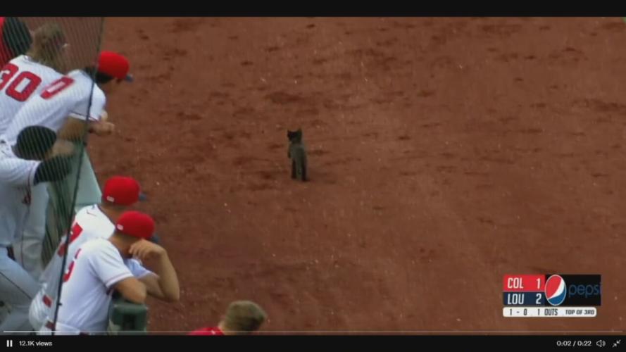 KITTEN ON SLUGGER FIELD
