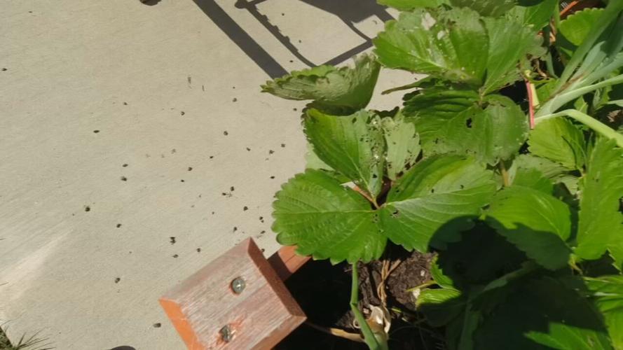Japanese beetles
