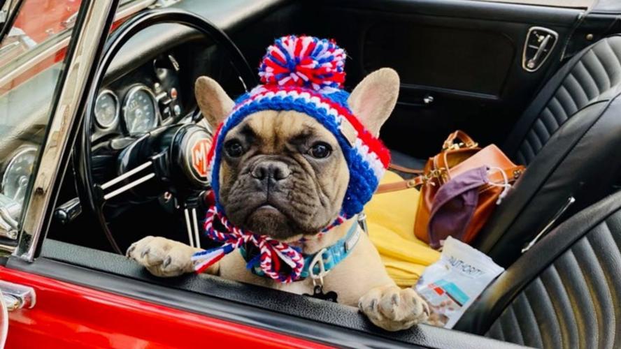 Mayor Wilbur Beast the French bulldog