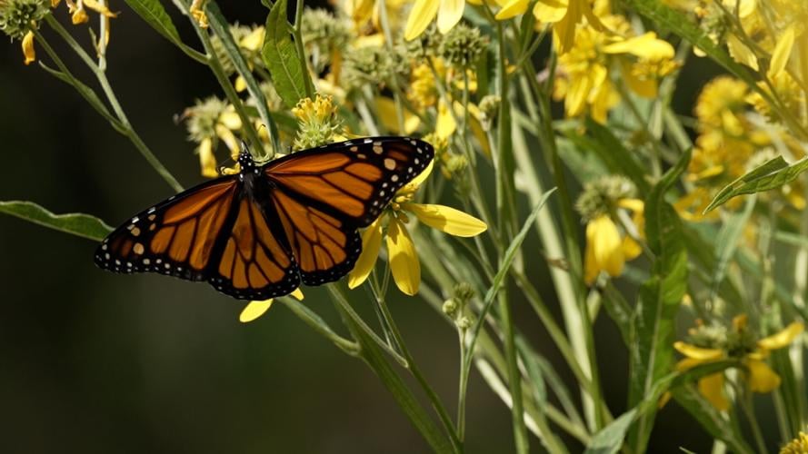 Monarch Butterflies at the Louisville Nature Center