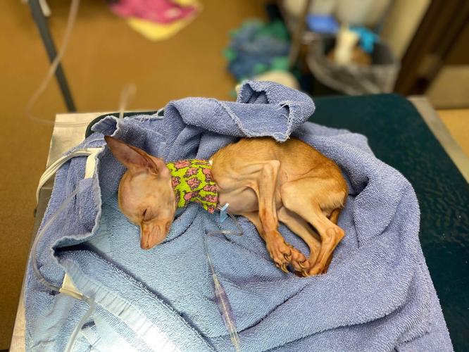 Abused, neglected dog