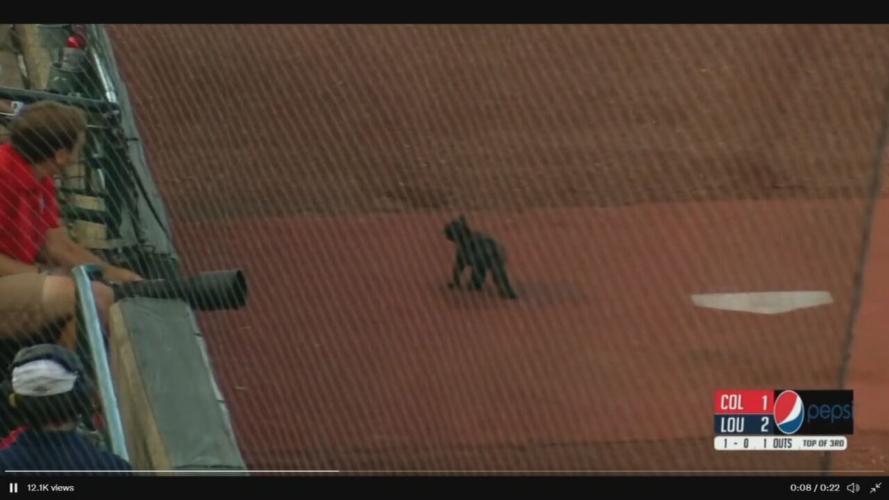 KITTEN ON SLUGGER FIELD