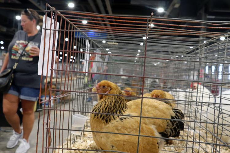 Chickens at the 2022 Kentucky State Fair