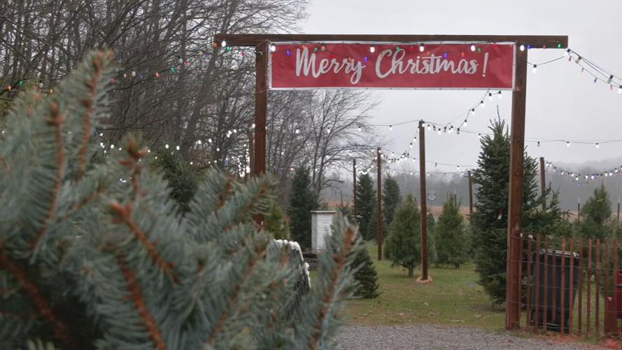 HoneyBear Farms Christmas Tree Lot 11-25-21