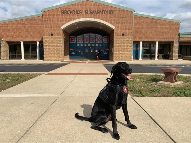 VADER - BULLITT COUNTY THERAPY DOGS - BROOKS ELEMENTARY 10-26-2023  (1).jpeg