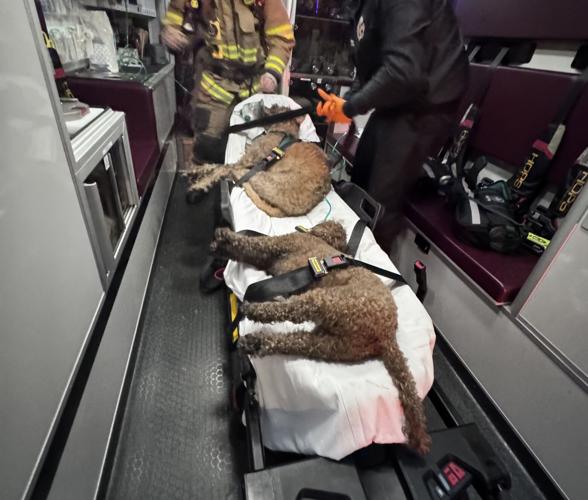 Dogs rescued from Meander Way house fire