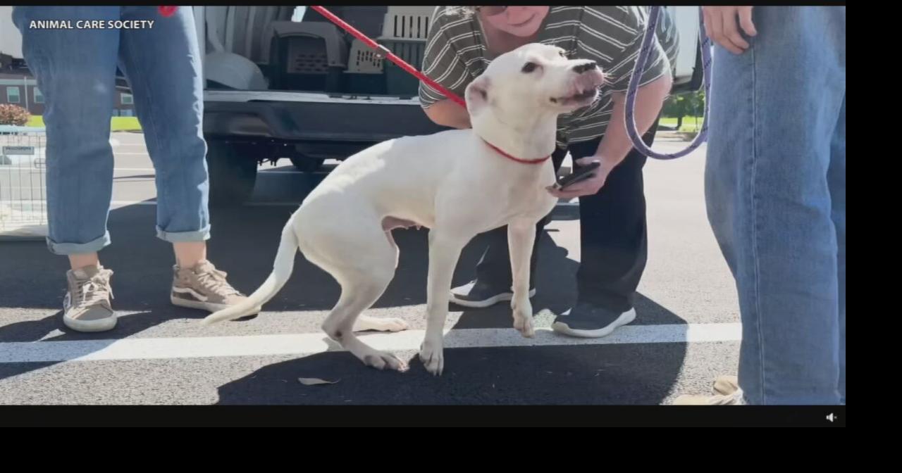 Animal Care Society seeks help after taking in dozens of dogs from tornado-damaged shelter