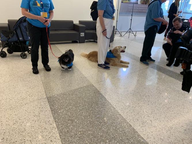 Therapy Dogs on floor of airport