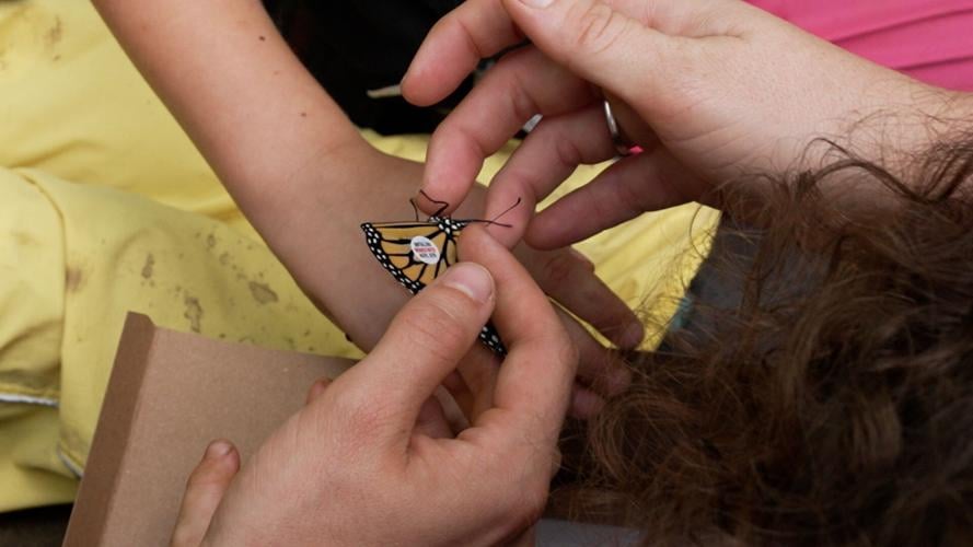 Monarch Butterflies at the Louisville Nature Center