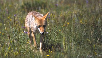 Coyote