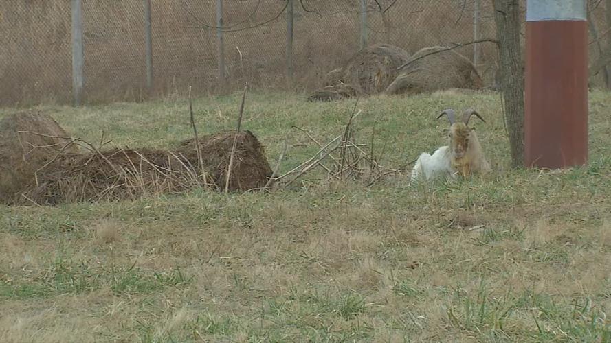 Houdini the goat adjusting to life at Meade County sanctuary