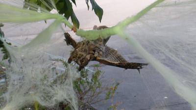 Owl stuck in Halloween decorations