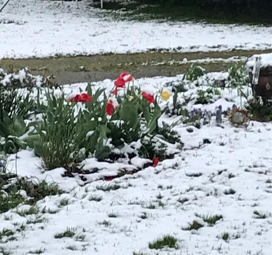Snow in Springfield - Tulips.jpg