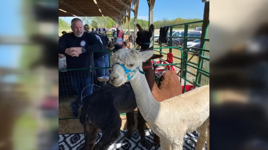 ALPACA SPRING FLING