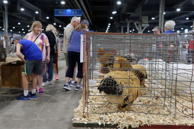 Chickens at the 2022 Kentucky State Fair