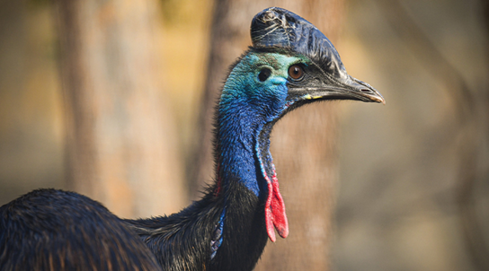 BRUCE THE CASSOWARY - LOUISVILLE ZOO 3-21-2025