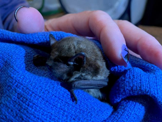 Bat closeup