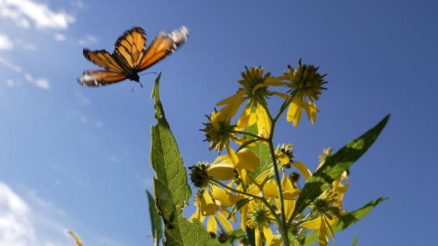 Monarch Butterflies at the Louisville Nature Center