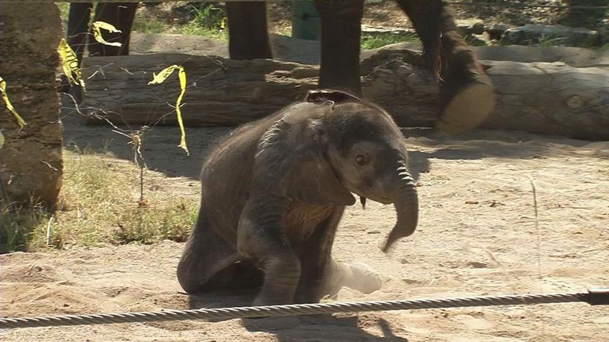 Baby elephant close up